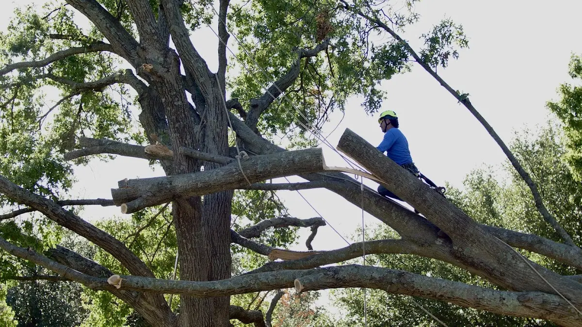Professional Hazardous Tree Removal performed by certified arborists in Clairfield