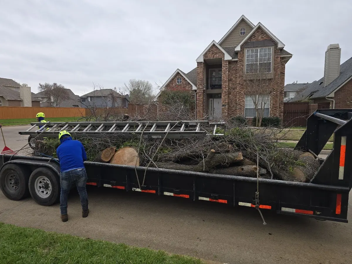 Expert Tree Removal with proper safety equipment in Clairfield